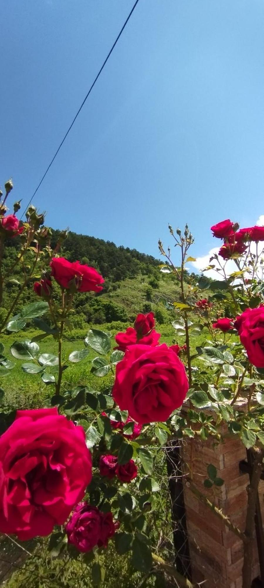 Vila Sara โอครีด ภายนอก รูปภาพ
